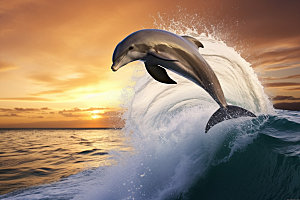 海豚自然保护动物摄影图