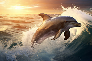 海豚海洋生物自然摄影图