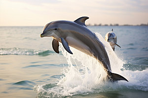 海豚生态海洋生物摄影图