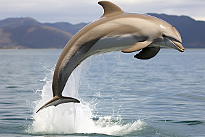 海豚环保生态摄影图
