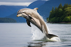 海豚保护动物海洋生物摄影图