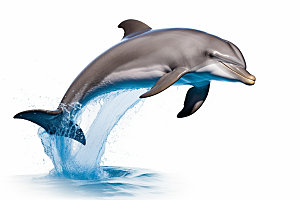 海豚自然保护动物摄影图