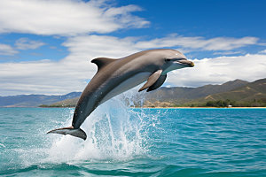 海豚大海高清摄影图