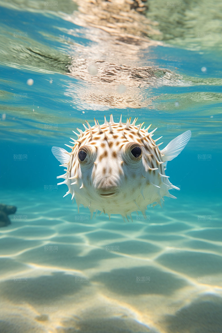 海洋生物游泳海底世界素材