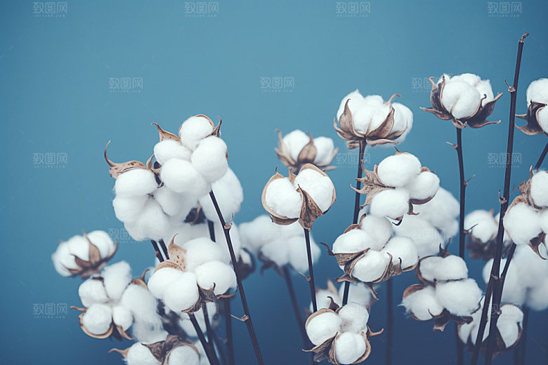 寒露高清节气摄影图