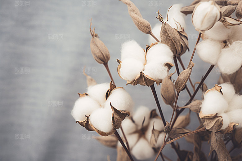 寒露季节十月摄影图
