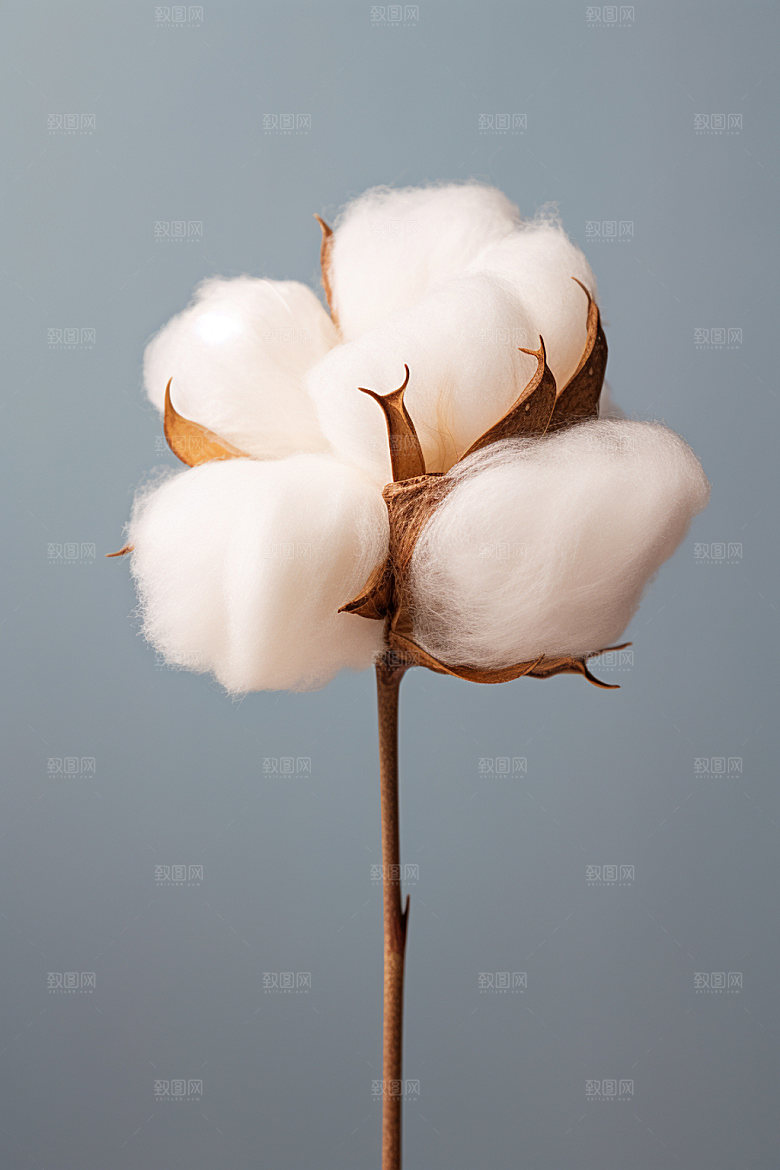 寒露十月季节摄影图