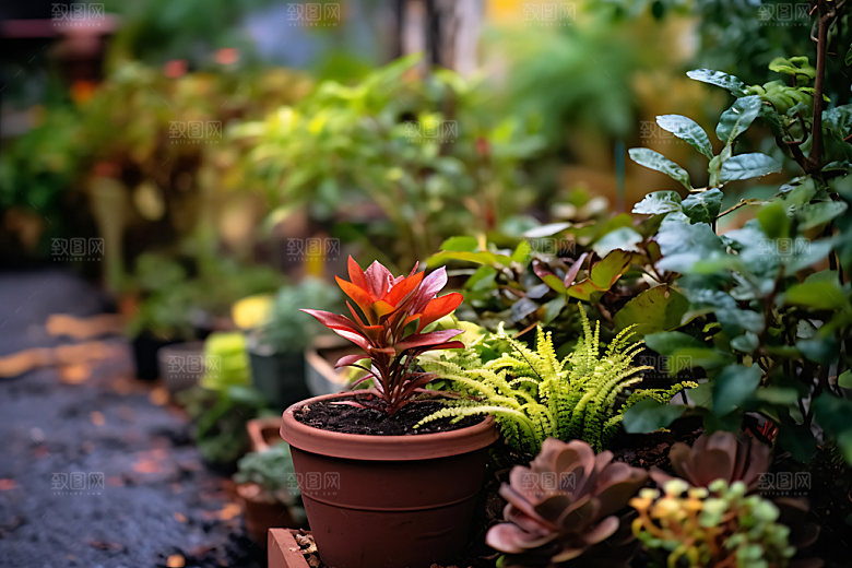 花草自然盆栽摄影图