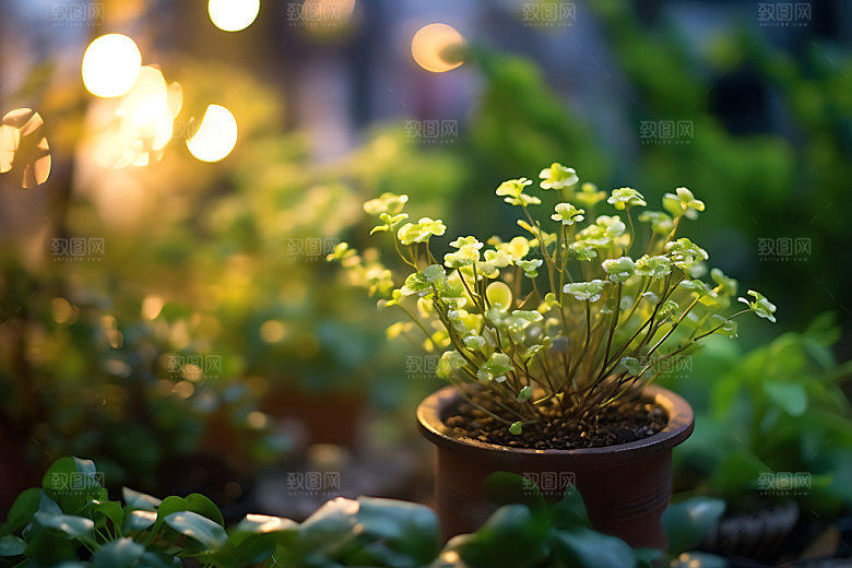 花草园艺盆栽摄影图
