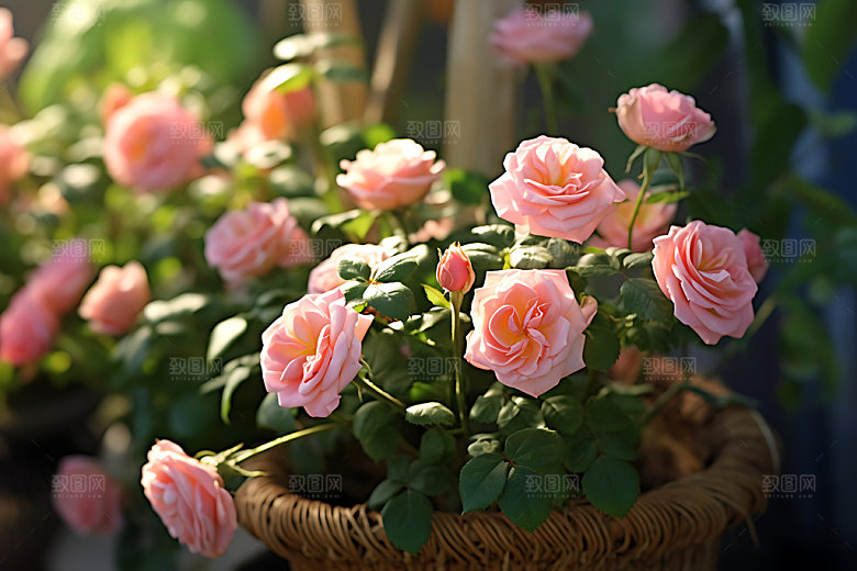 花草绿色花园绿植摄影图