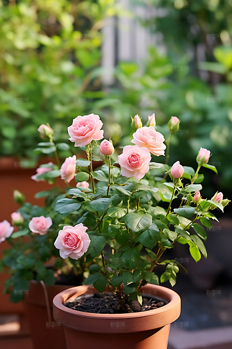 花草花园绿植盆栽摄影图