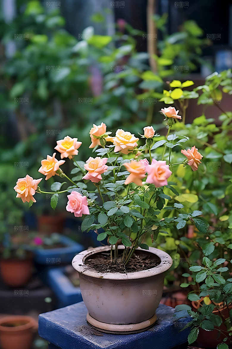 花草盆栽绿色摄影图
