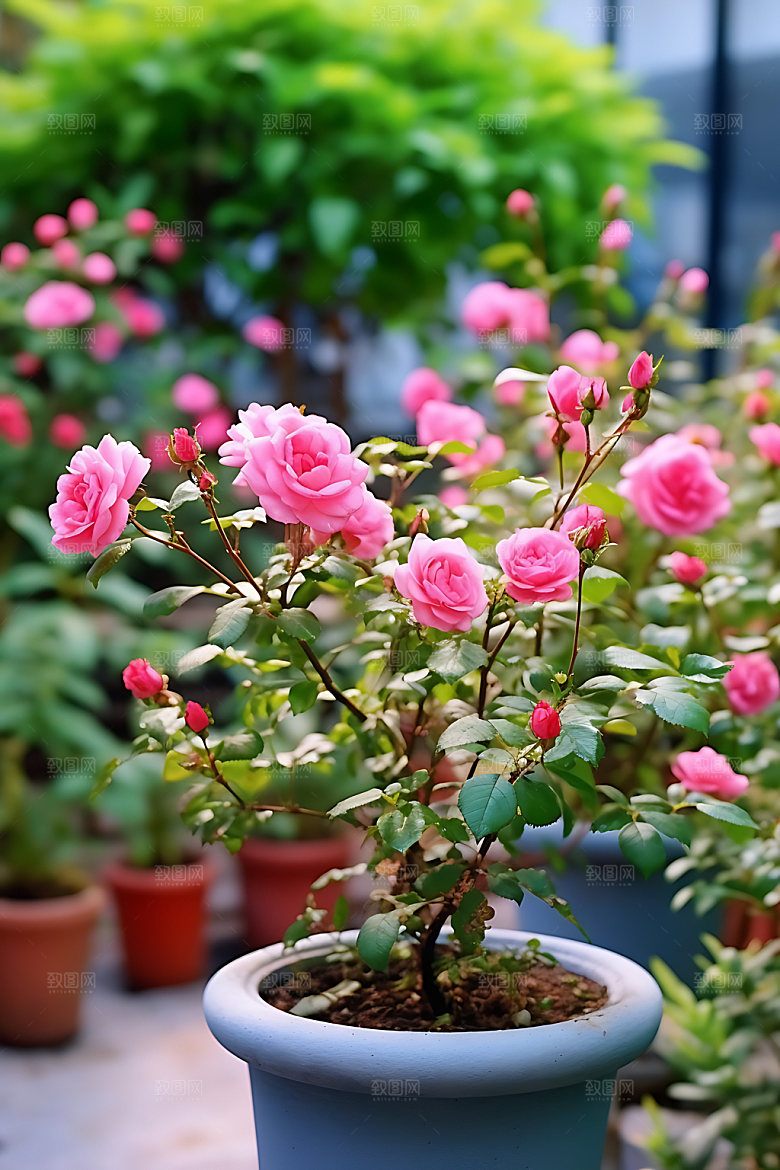 花草清新花园绿植摄影图