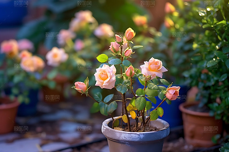 花草清新园艺摄影图