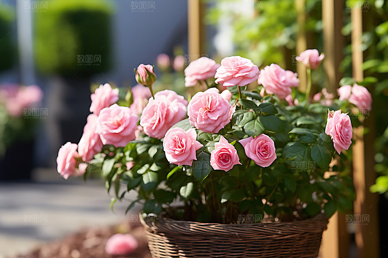 花草花园绿植园艺摄影图