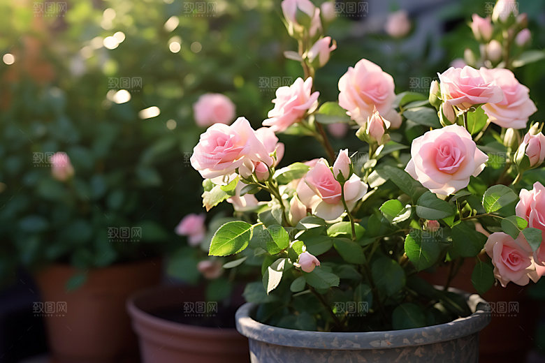花草花园绿植清新摄影图