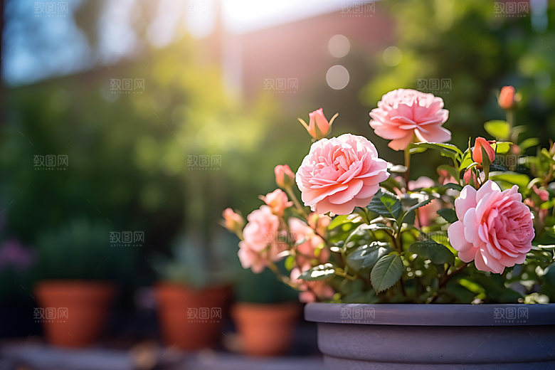 花草盆栽自然摄影图
