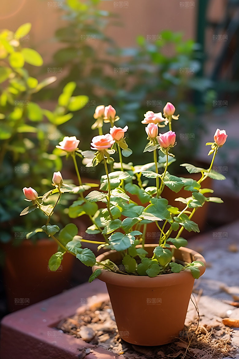 花草花园绿植园艺摄影图