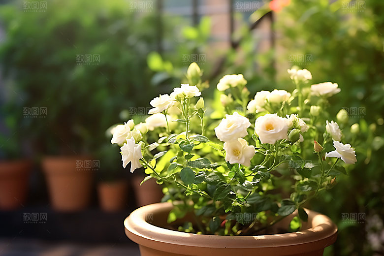 花草盆栽花园绿植摄影图