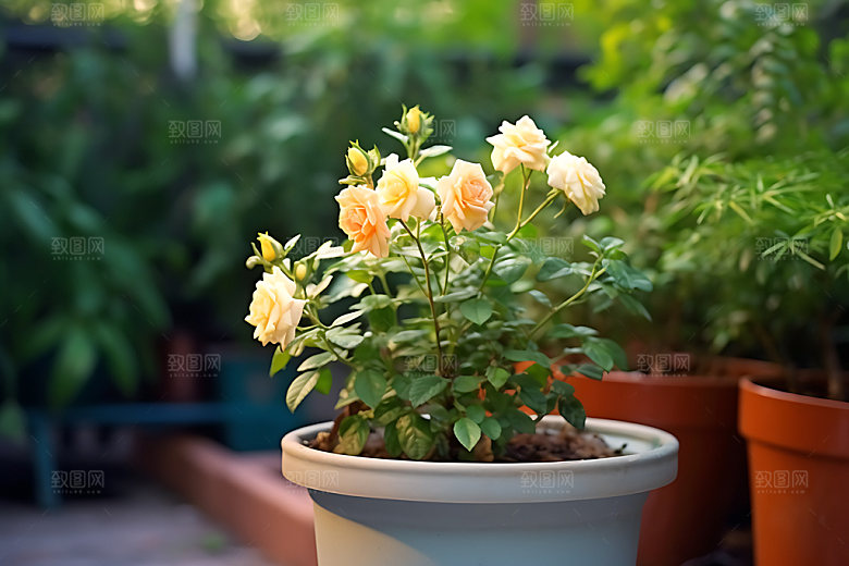 花草花园绿植园艺摄影图