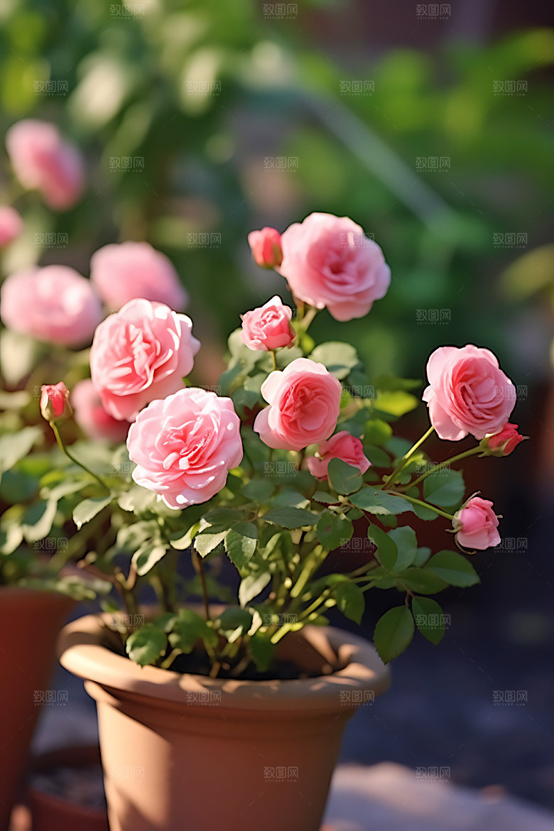 花草花园绿植盆栽摄影图
