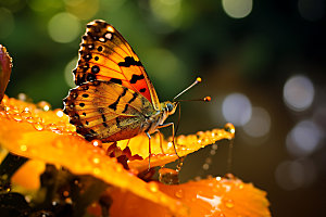 蝴蝶自然特写摄影图