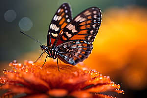 蝴蝶微距高清摄影图
