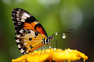 蝴蝶微距植物摄影图