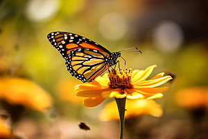 蝴蝶自然野外记录摄影图