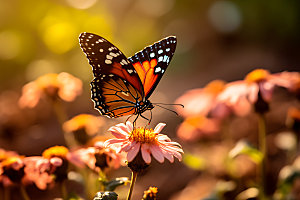 蝴蝶昆虫高清摄影图