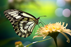 蝴蝶昆虫自然摄影图