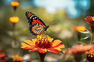 蝴蝶微距昆虫摄影图