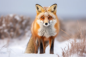 狐狸哺乳动物动物摄影图