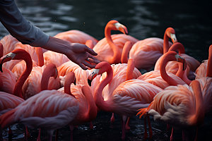粉色火烈鸟高清鸟类摄影图