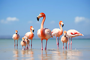 粉色火烈鸟鸟类海边摄影图
