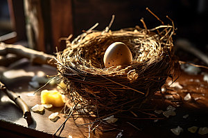 鸡蛋饲养鸟窝摄影图