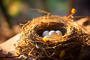 鸡蛋鸟蛋孵化摄影图