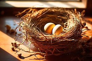 鸡蛋鸟蛋饲养摄影图