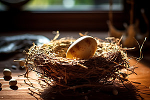 鸡蛋孵化饲养摄影图