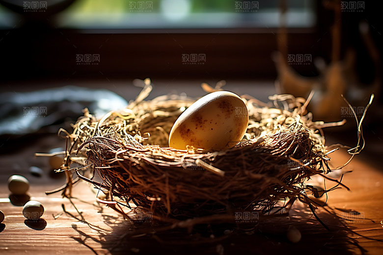 鸡蛋孵化饲养摄影图