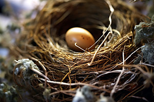 鸡蛋饲养孵化摄影图