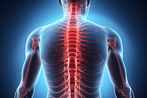脊椎元素脊柱插图