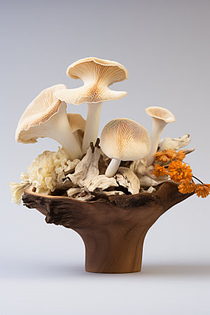 菌菇拼盘野味火锅食材摄影图