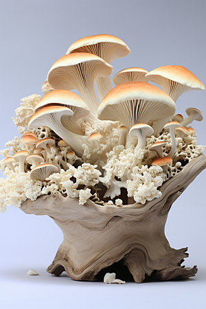 菌菇拼盘高清野味摄影图