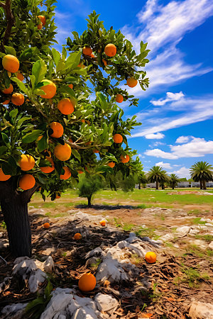 橘子果园自然高清摄影图