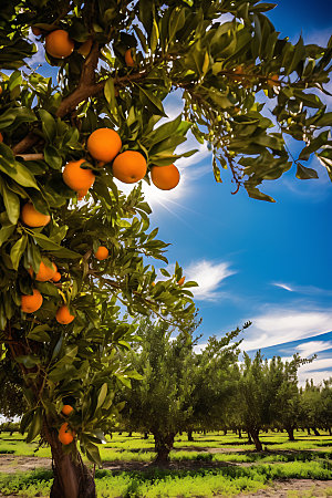 橘子果园橙子自然摄影图
