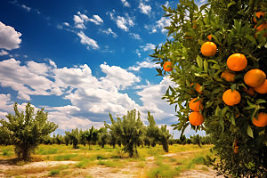 橘子果园自然农产品摄影图