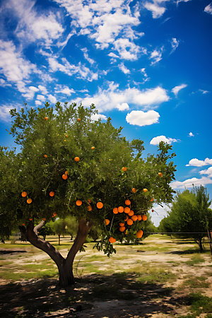 橘子果园水果橙子摄影图