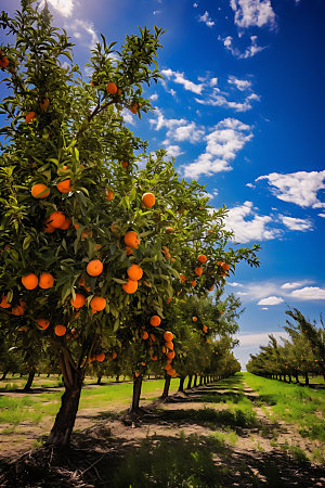 橘子果园农产品种植园摄影图