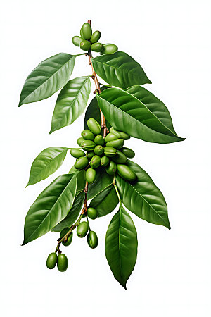 咖啡豆自然食材摄影图